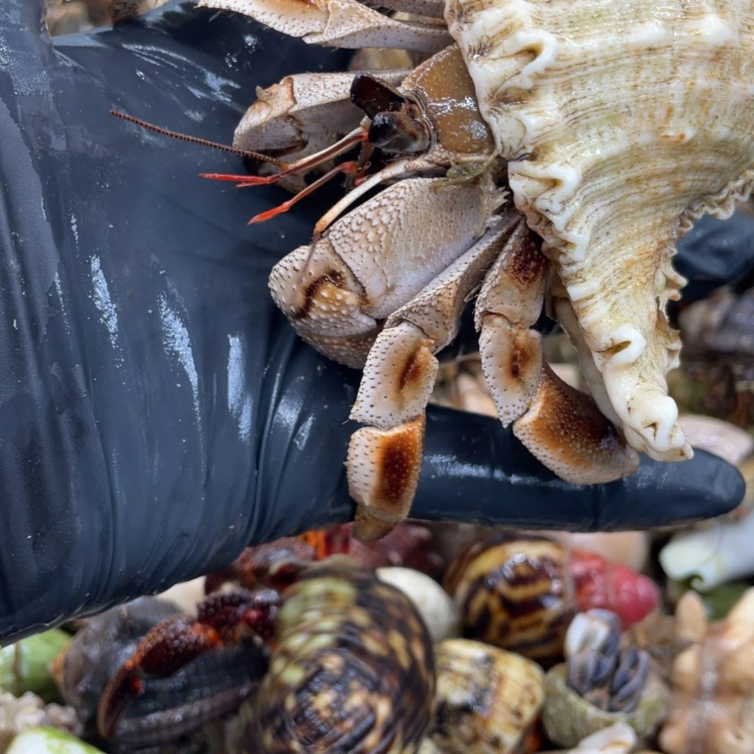 不退不换活体宠物7