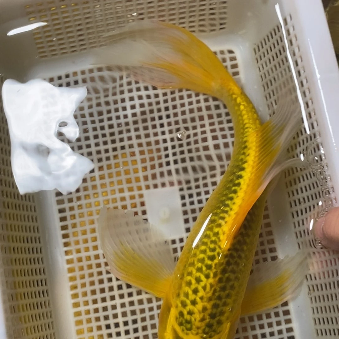 锦鲤冷水锦鲤包邮