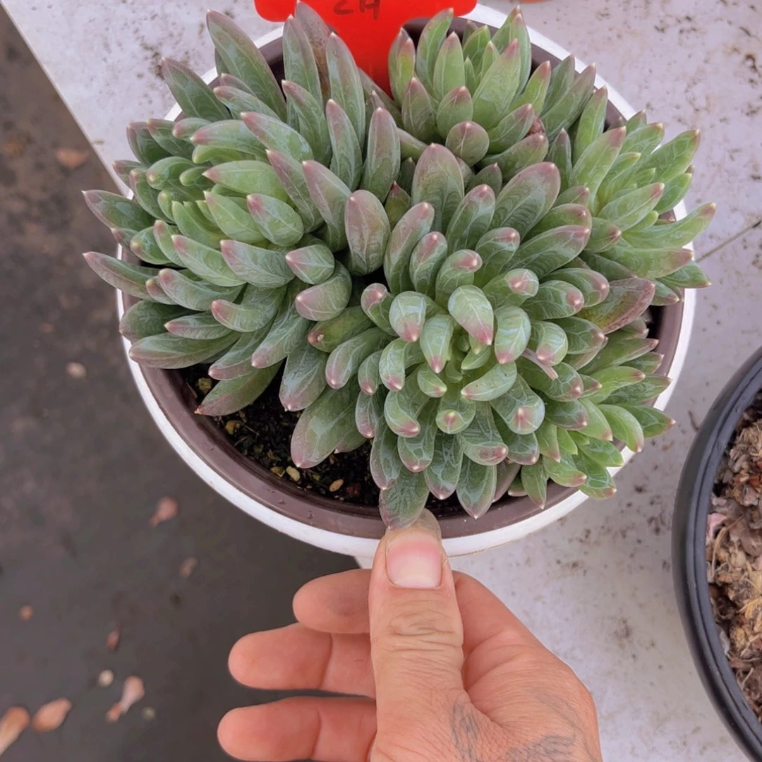 魂*炫彩心553多肉植物