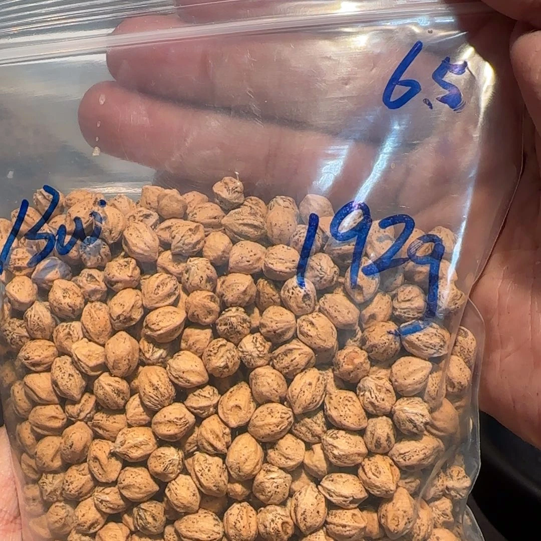 柏香籽/百香籽吊坠6.5 192g