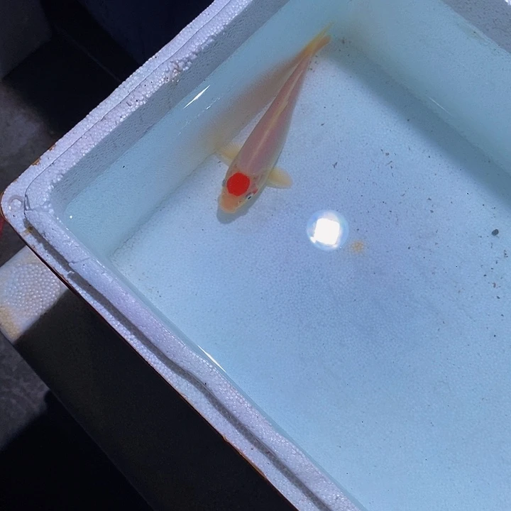 锦鲤锦鲤活鱼开箱包活