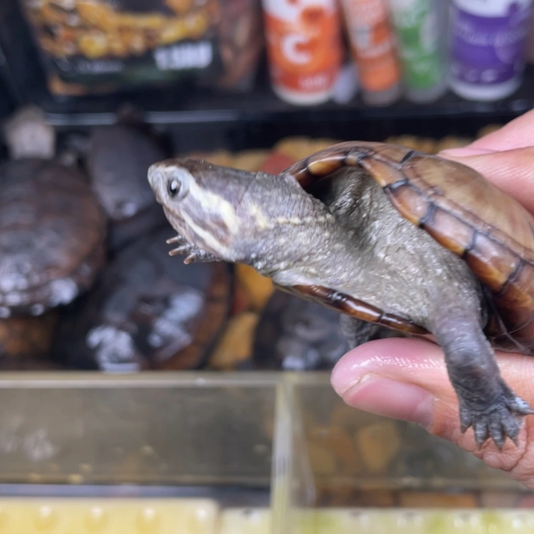 母绿毛龟爱****露许许多多的点点滴滴