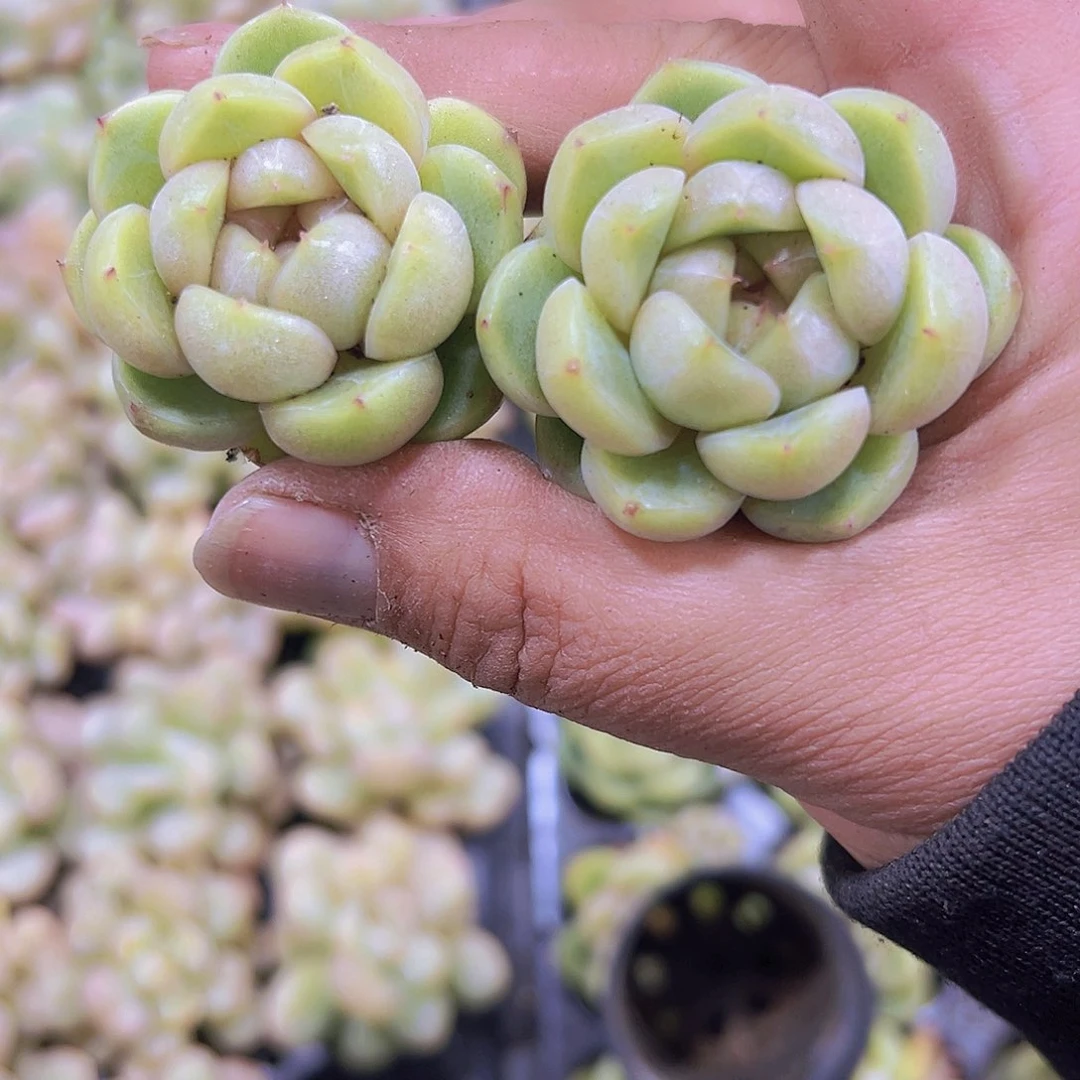 蓝鬼珍妮2个19包邮