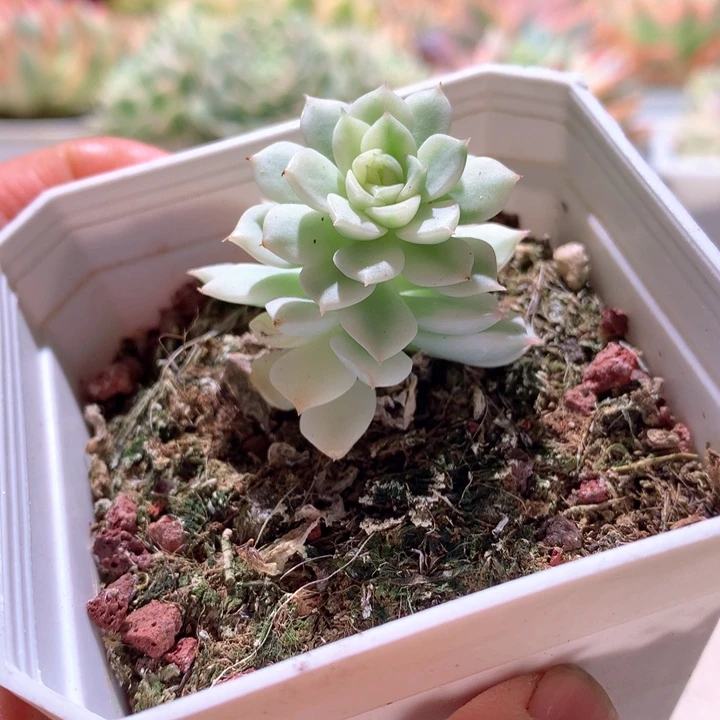 马卡蒂米亚白覆轮锦