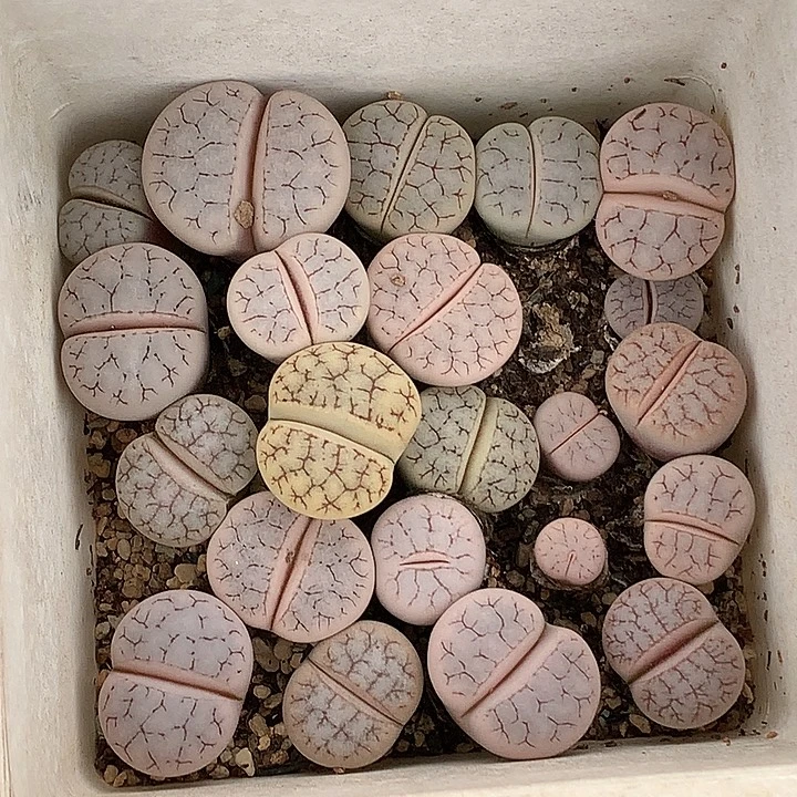 精品多肉植物精品多肉