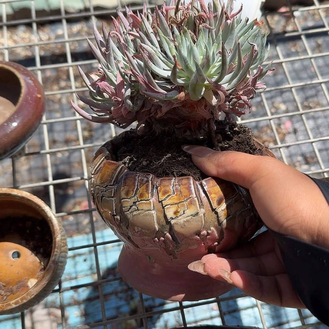 奴婢吉娜带盆多肉植物