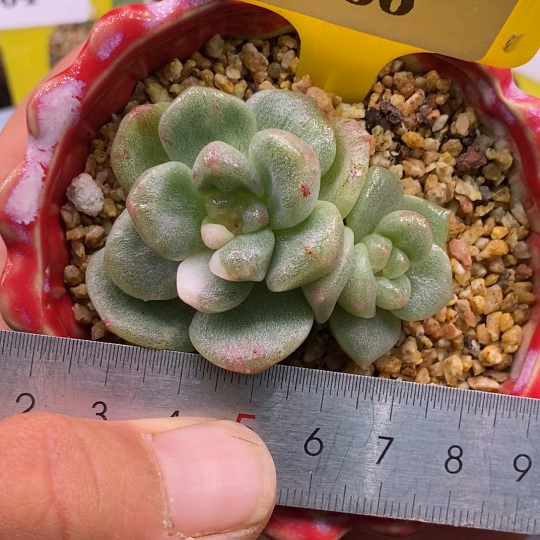 166冰玉白锦福利……拉丝