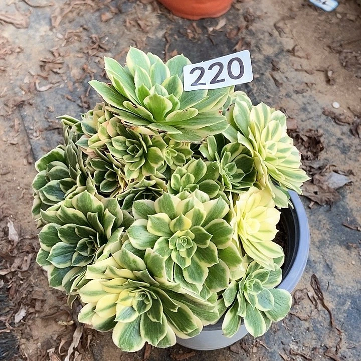 迈巴赫妖桩矮胖子220多肉不包断