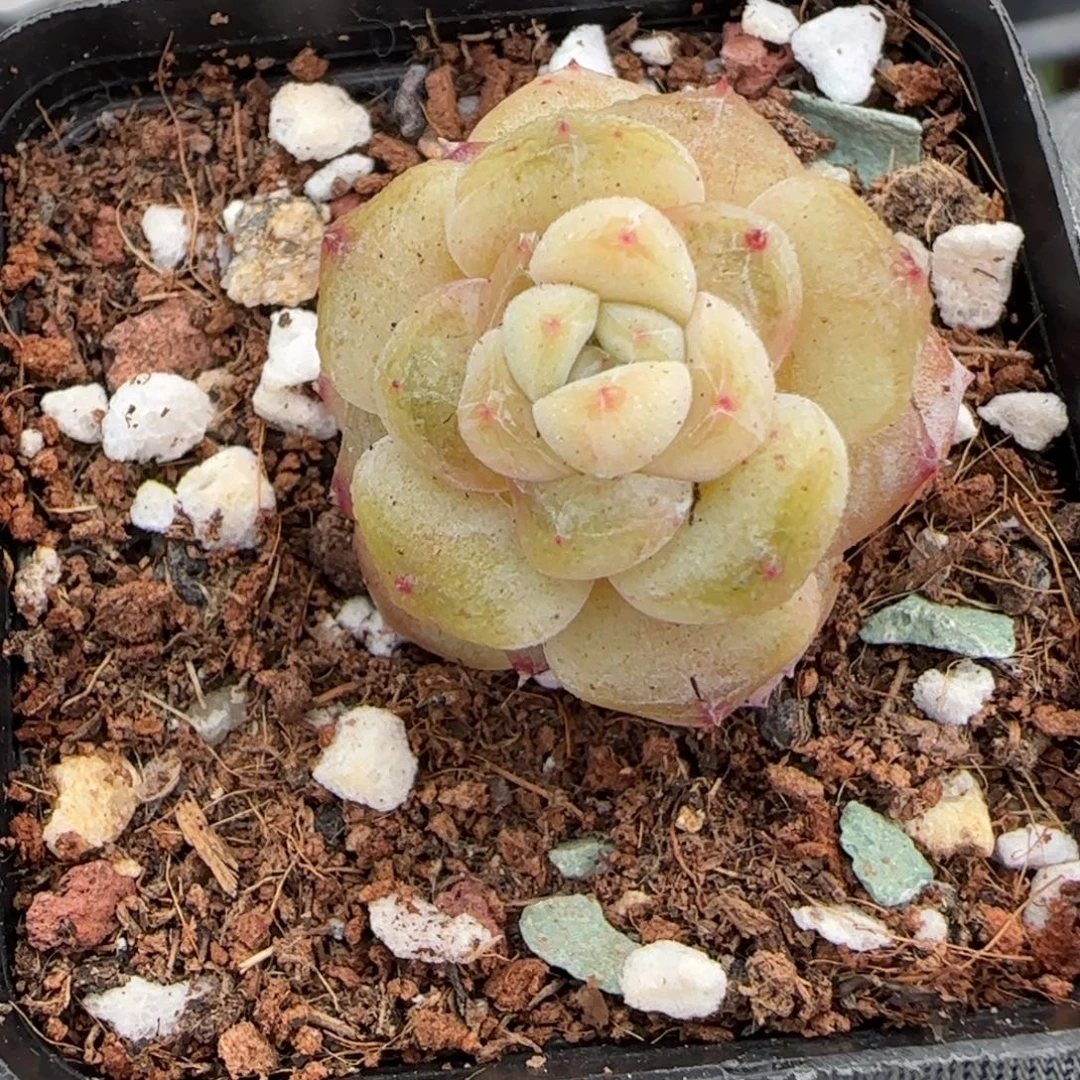 多肉小卡拉米糖心一物一拍