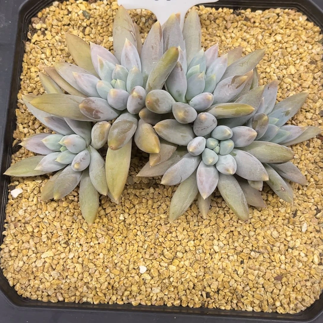 652哥特。