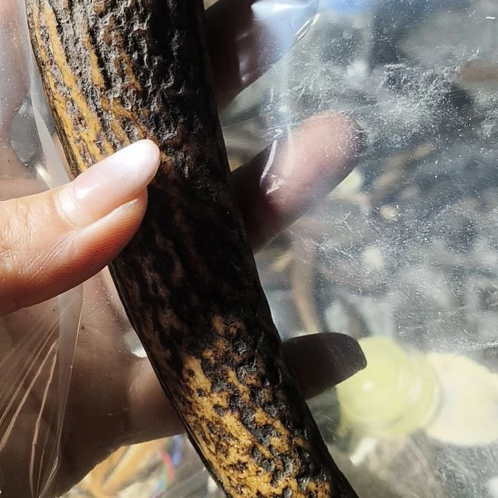 禁***区非金属无鹿角鹿角鹿角鹿角鹿角鹿角