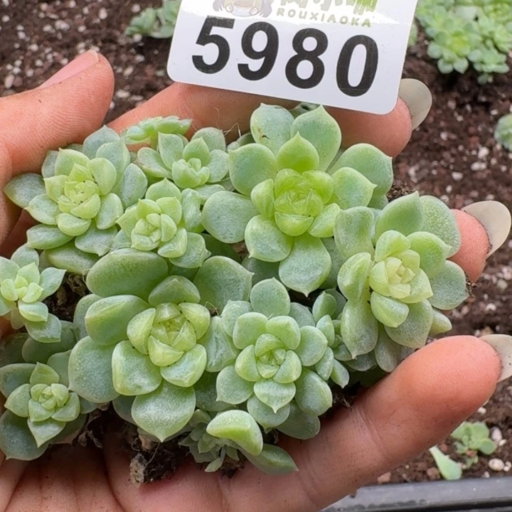 多肉植物多肉植物
