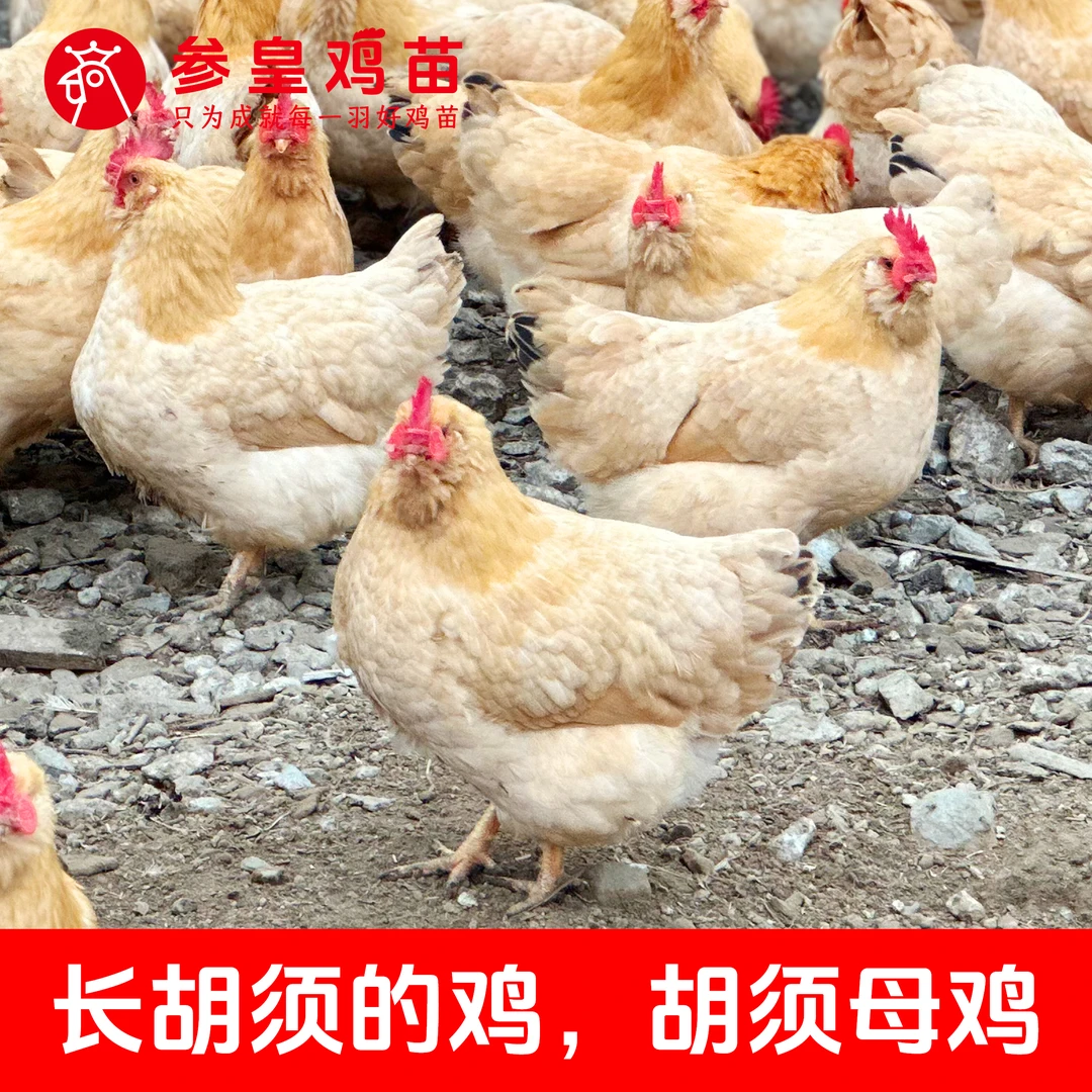 参皇胡须鸡母鸡可爱胡子鸡