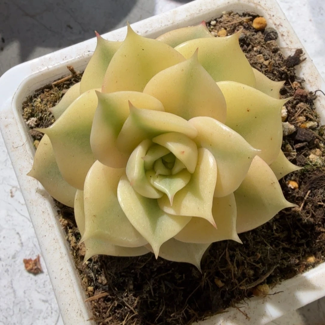 贝加尔湖 锦上园艺