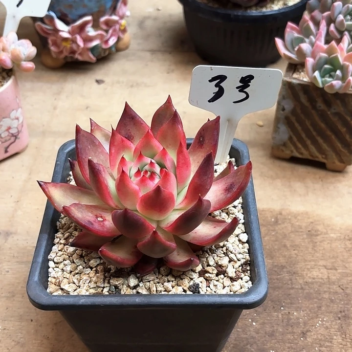 多肉植物，弗兰克3号
