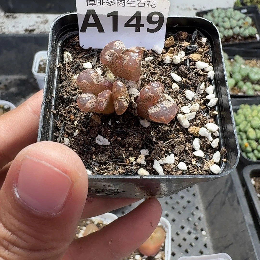 149多肉植物多肉植物