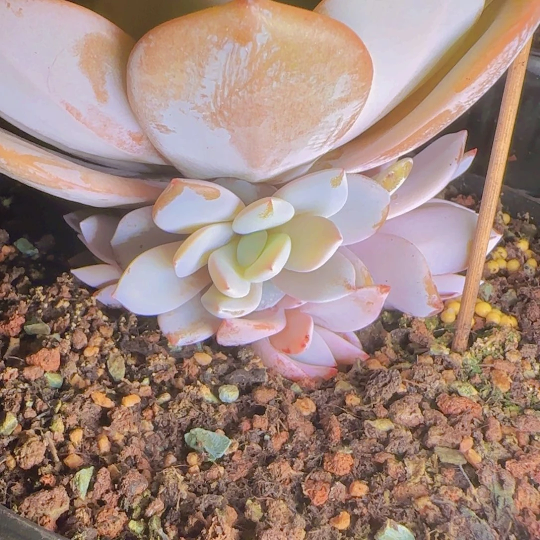 清**露雨露寄养111111111111