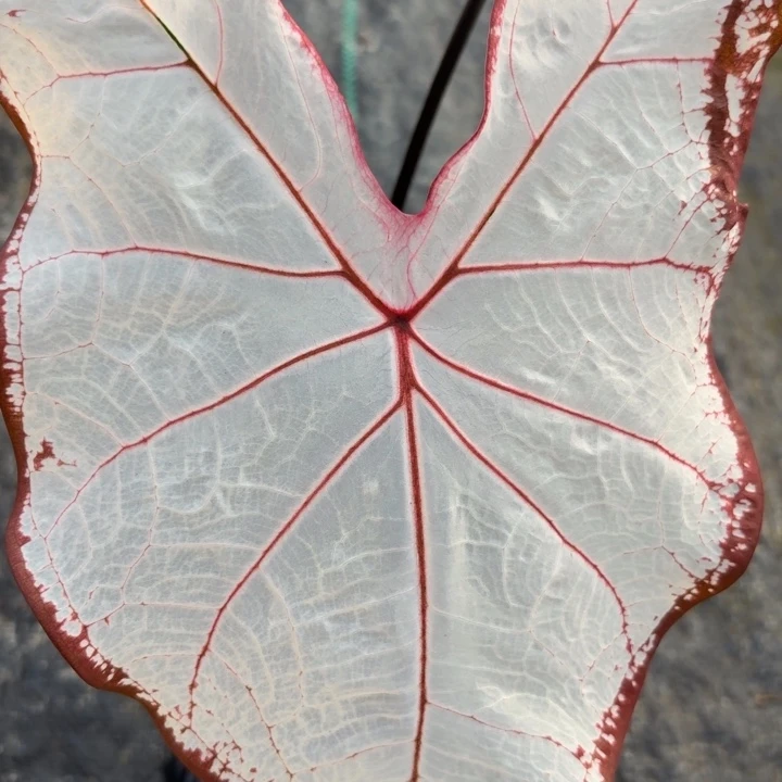 完全开放泰国彩叶芋12