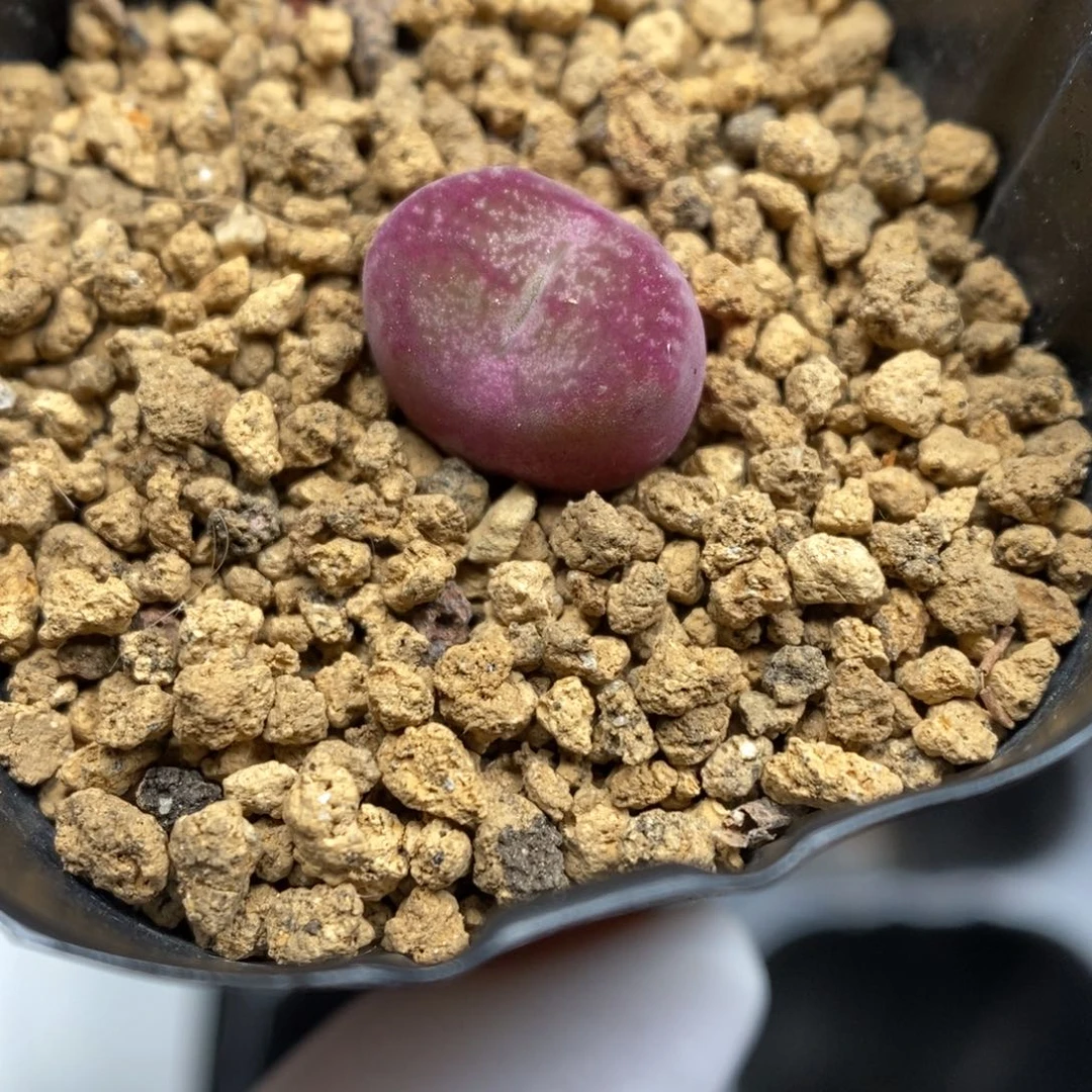 多肉植物肉锥杂交K-5174 墨杂