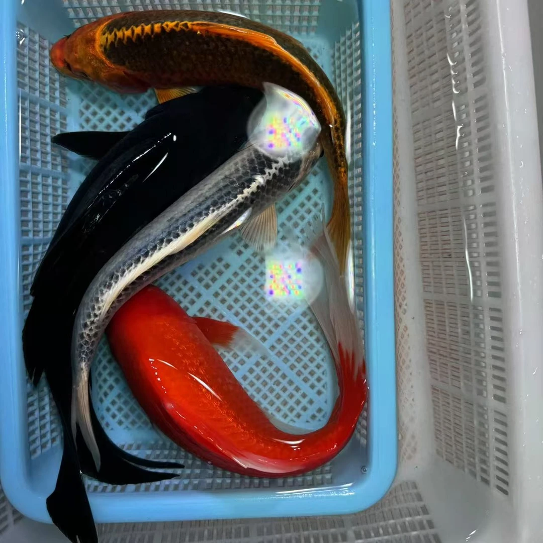 【四条装】15-20金松银松铁包金火凤凰冷水鱼精品锦鲤包邮发货