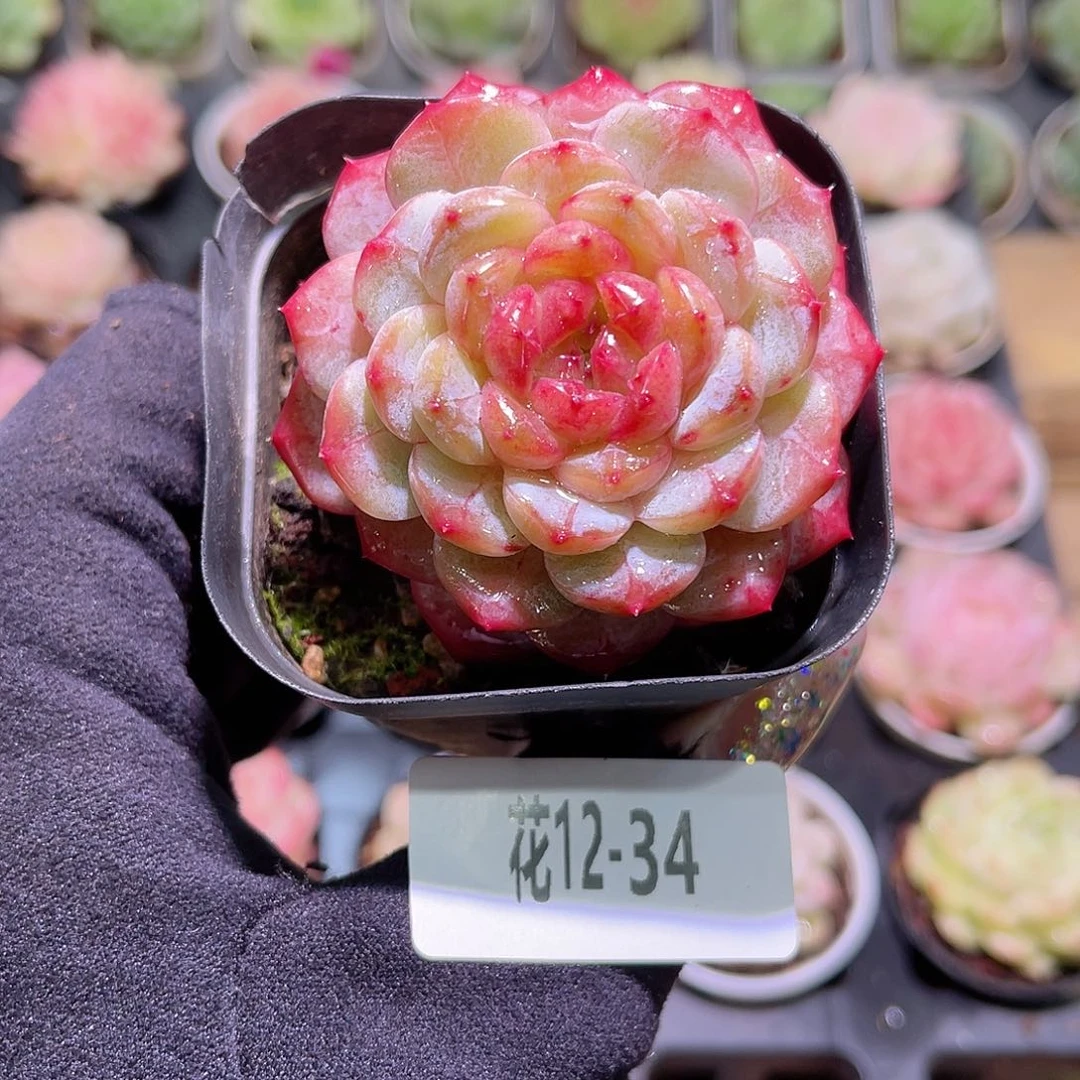 花利美12-34雪颜玉