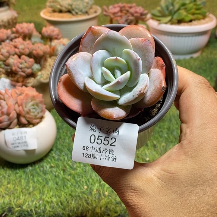 0552啊啊啊啊啊啊啊啊啊