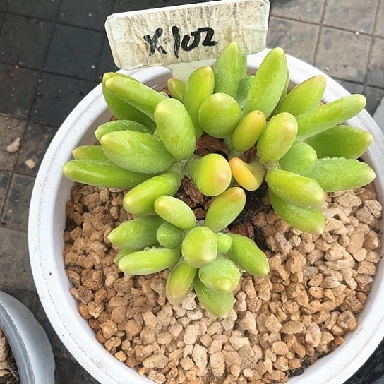 5个头金蛘102号码牌子的