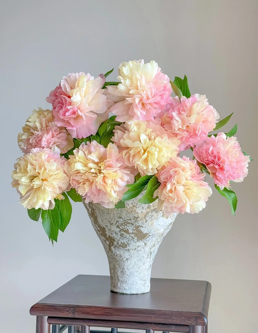 精品【路易斯的选择】菏泽基地荷兰进口观赏重瓣芍药一年苗对版发货