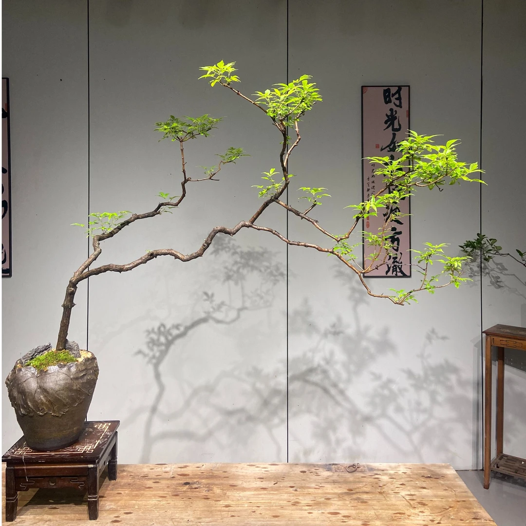 【风止处造型盆景】黄荆盆景造型飘逸自带禅意茶室办公室庭院易活