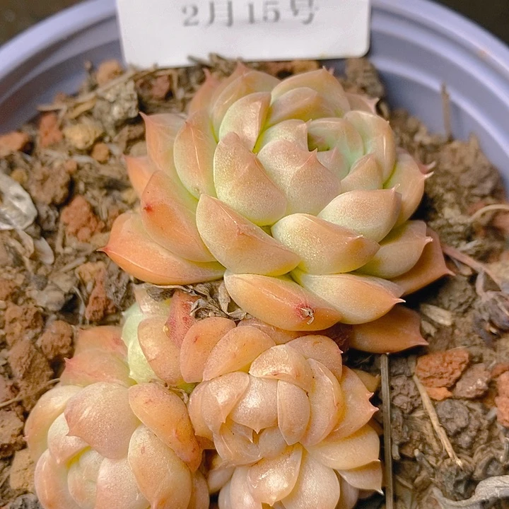 【闪购商品】云1385