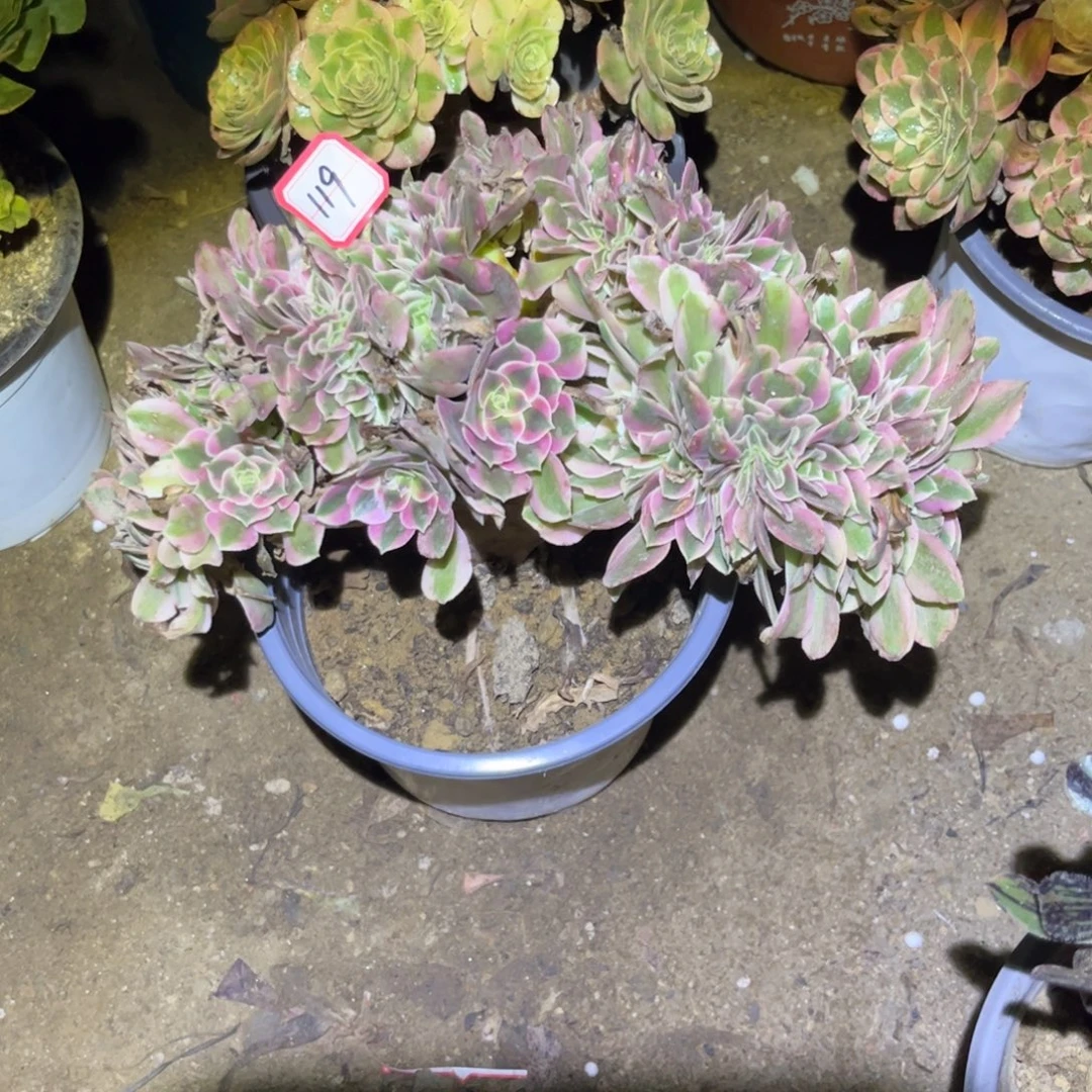 119多肉植物妖月缀化