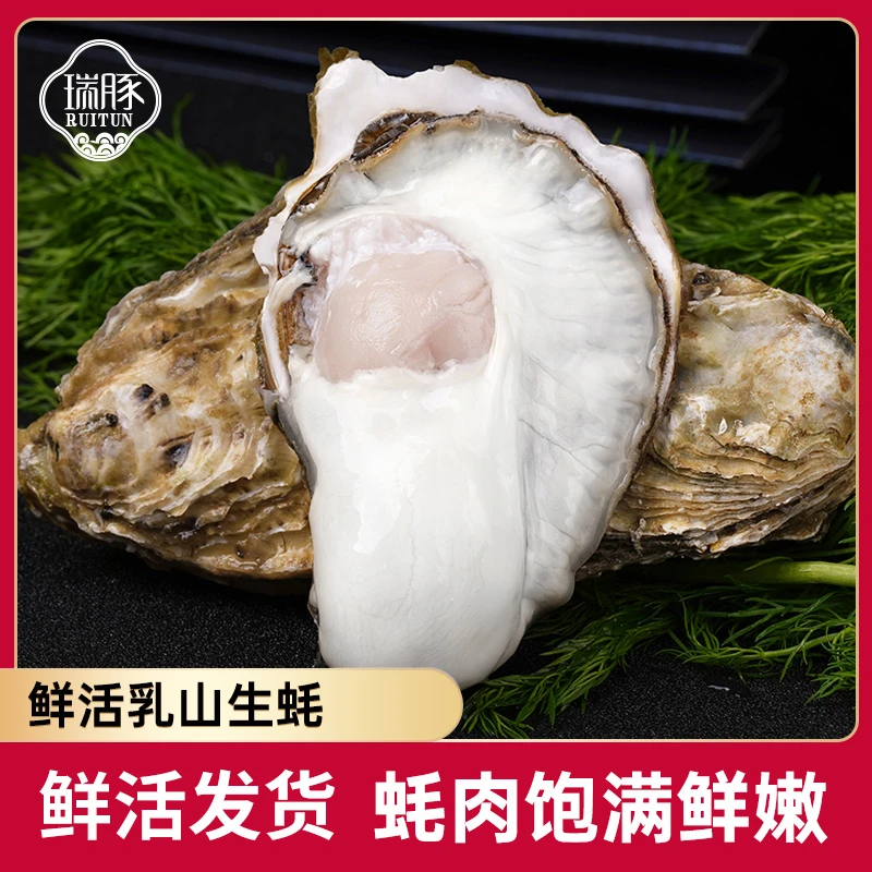【瑞豚】鲜活乳山生蚝2.5Kg×1箱