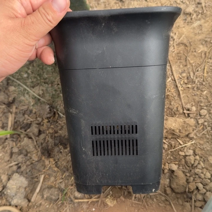 大黑万象盆口径15公分左右无托，20包邮