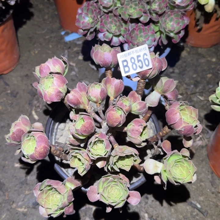 黑魔……多肉植物的
