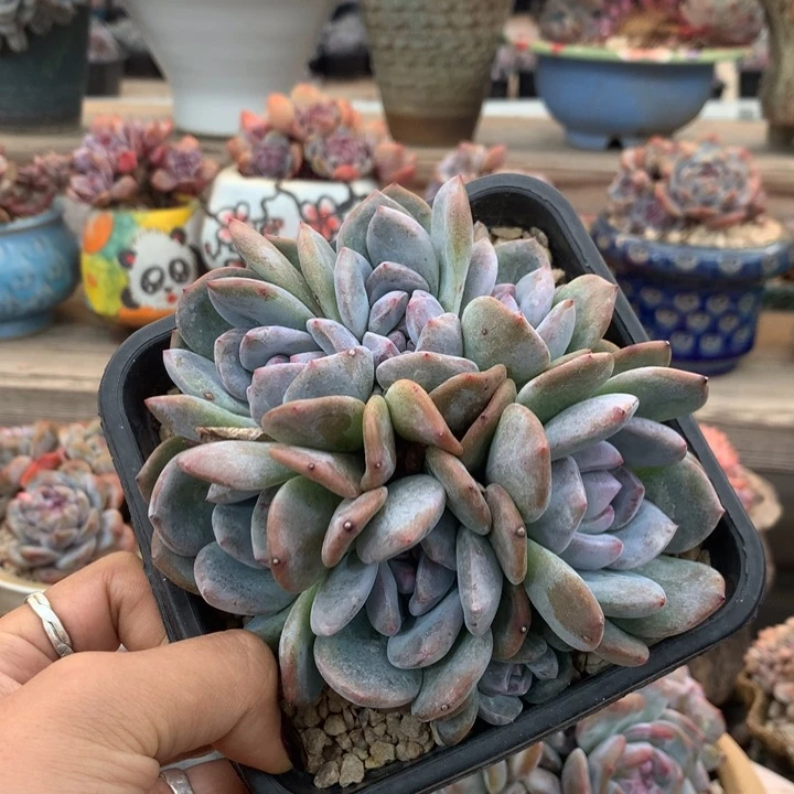 八头石榴籽绿底花花