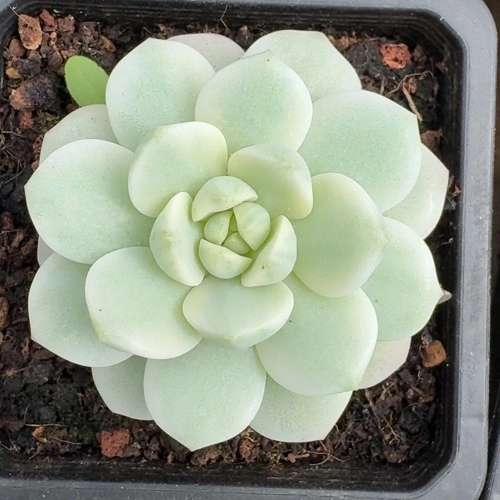 香草锦一物一拍好看