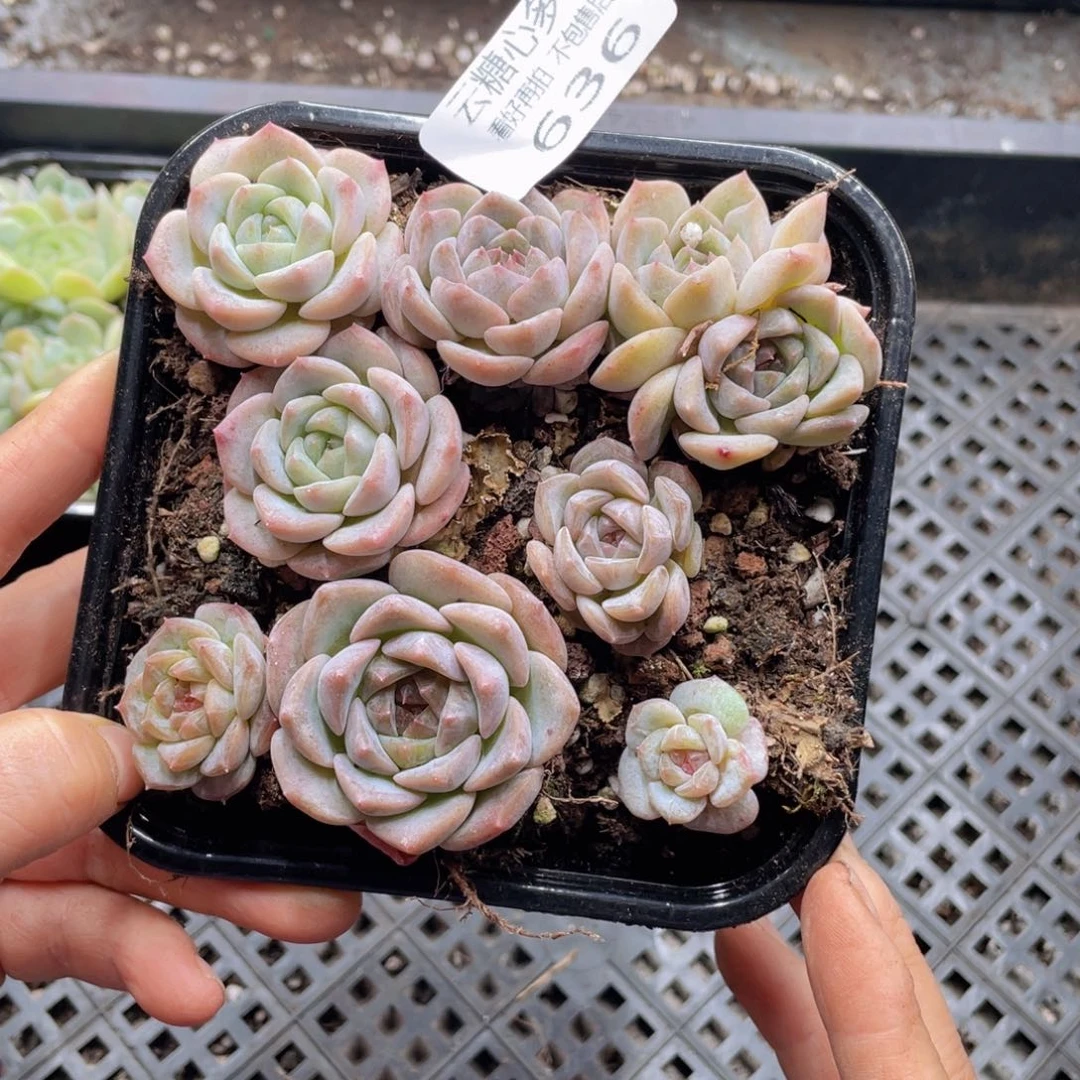 云糖心多肉植物636