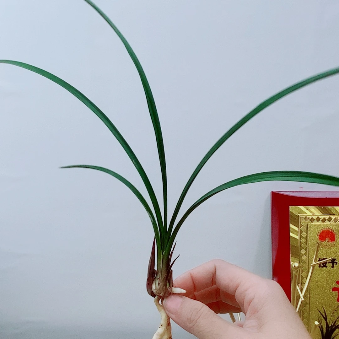 当前无花栽培后可以开花弥勒