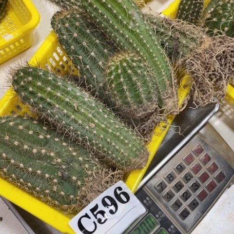 瑕疵的毛花柱c 596