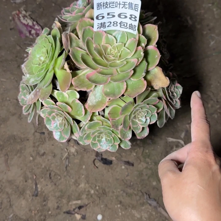 6568二号棚粉花妖C