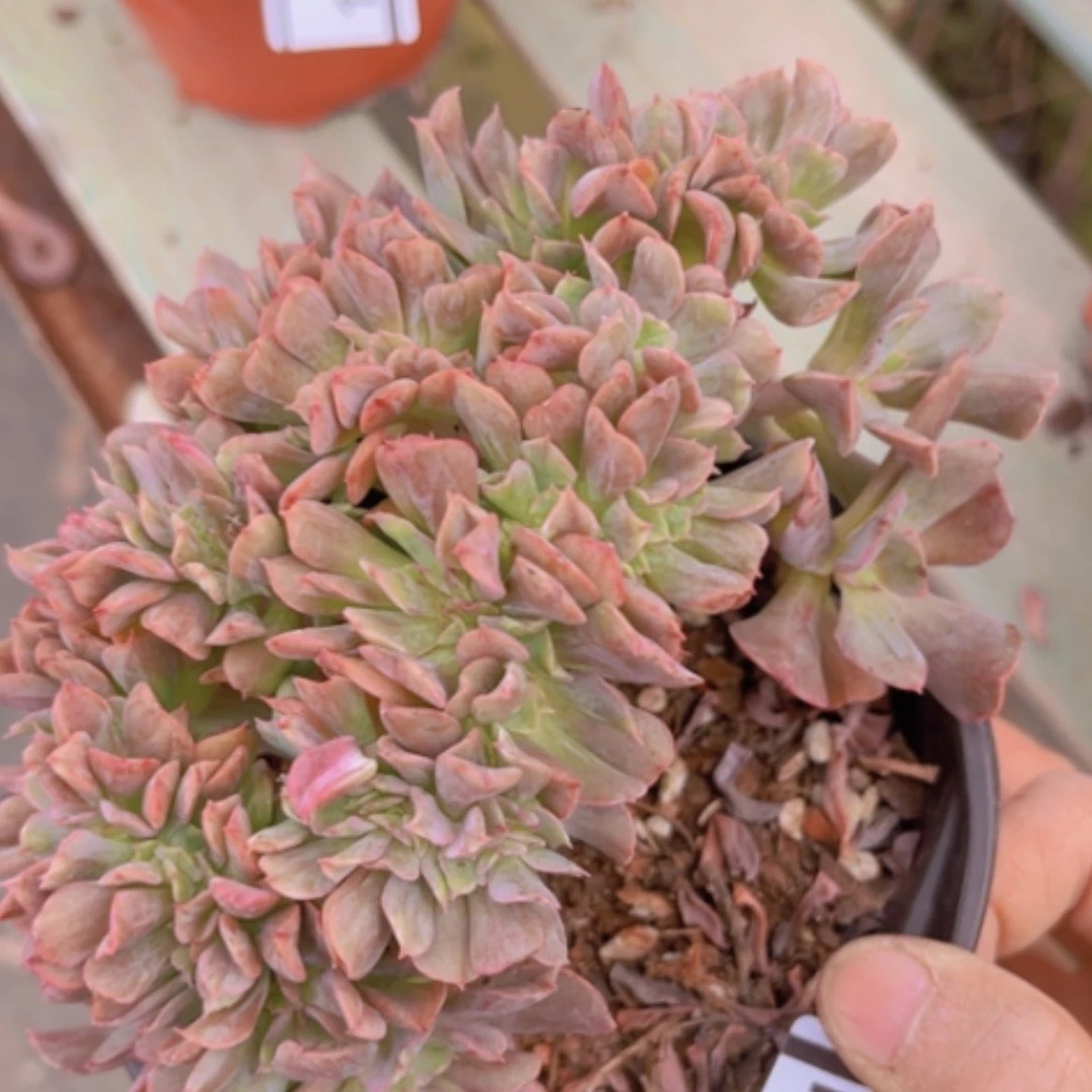 【闪购商品】黑鹰缀15142