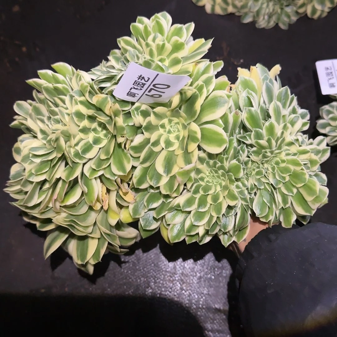 楼**生670多肉 迈巴赫法师缀