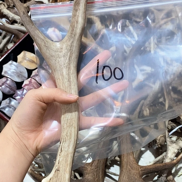 鹿角鹿角鹿角鹿角鹿角鹿角鹿