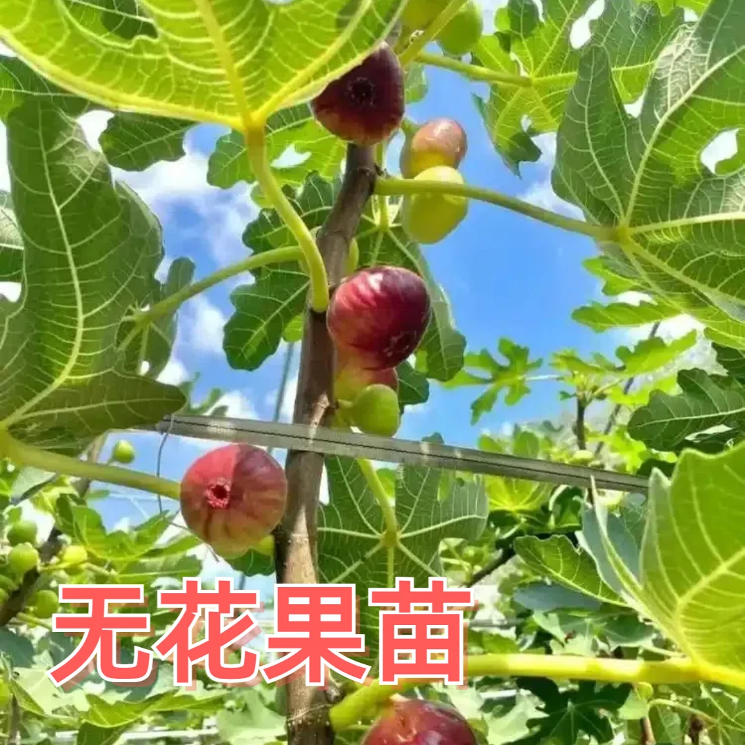 无花果树苗树果苗当年结果盆栽地栽阳台庭院室内外南北方四季种植