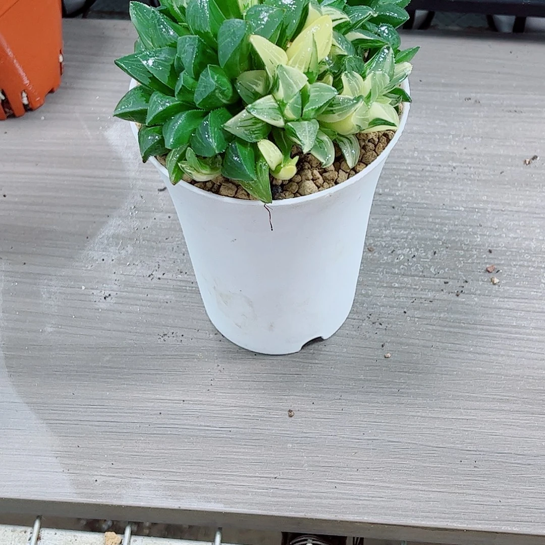 姬寿玉露一勿一拍