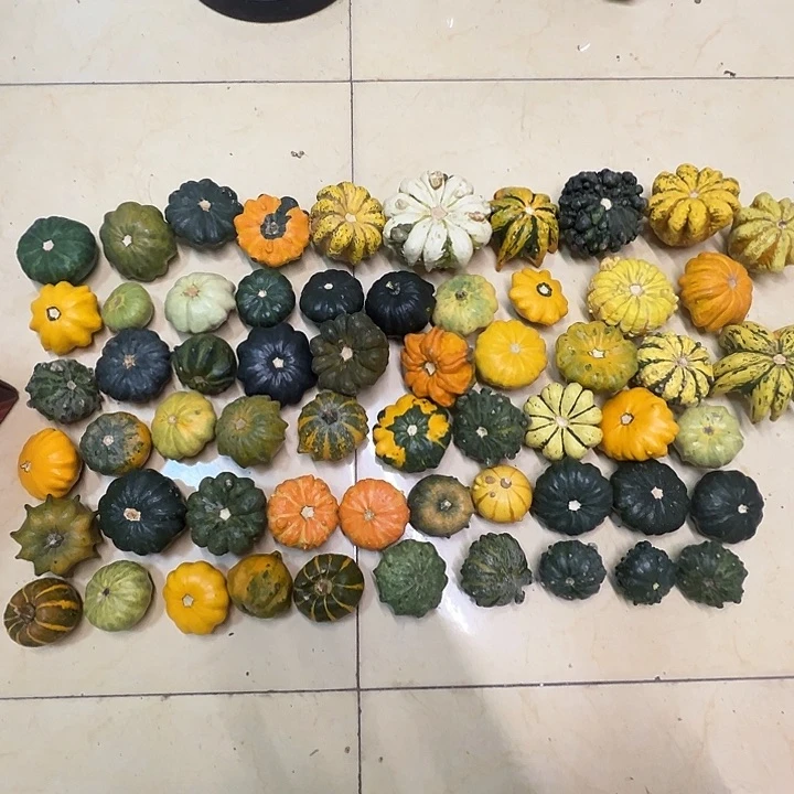 可***橙墨西哥葫芦葫芦土路