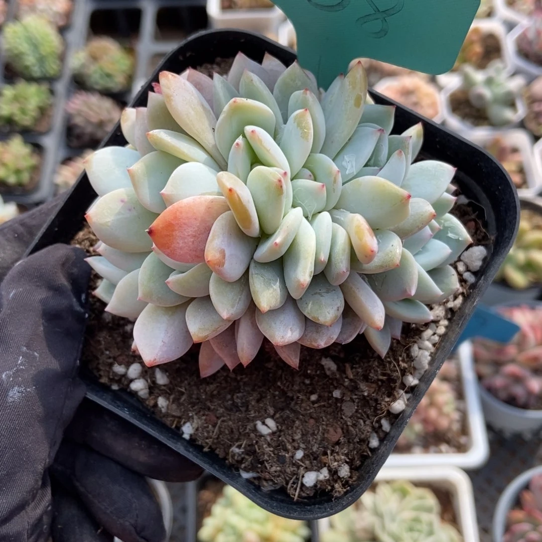 1868六头雪天使多肉植物保护