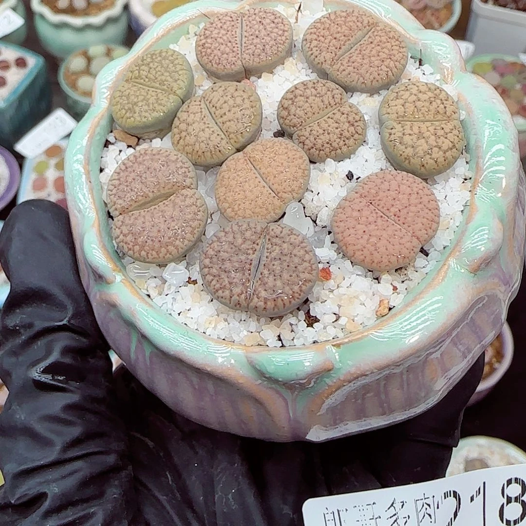 生石花满18包邮0922-218