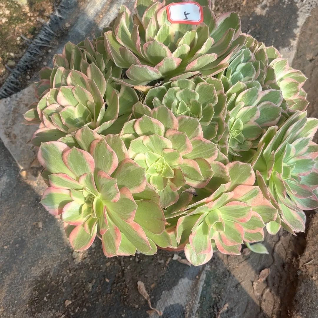 全部花朵5水蜜桃多肉植物
