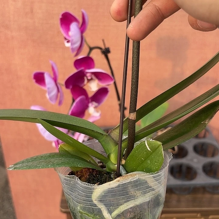 完全开放安祖兰斯花剑苗